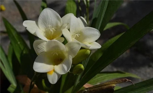 養這些花卉讓家里色彩斑斕,超級漂亮