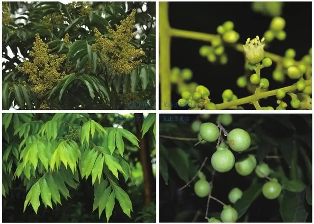集多種功能于一身的樹種無患子