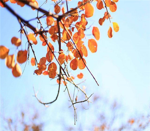 后半年,這些苗木又要漲價