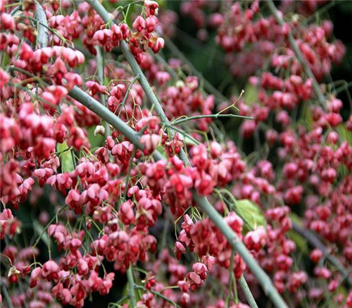 后半年,這些苗木又要漲價