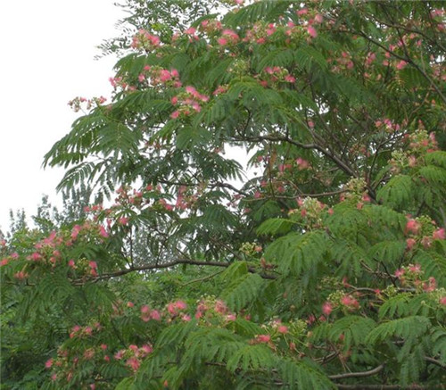 后半年,這些苗木又要漲價