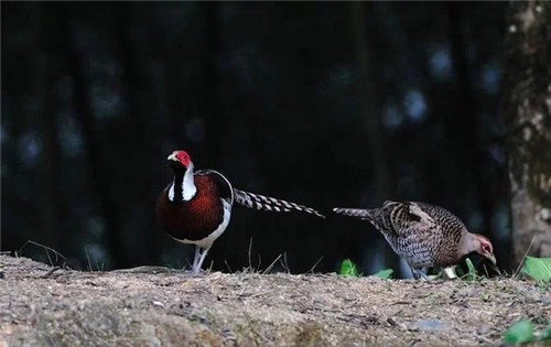 國際生物多樣性日到泰順烏巖嶺看珍稀動植物