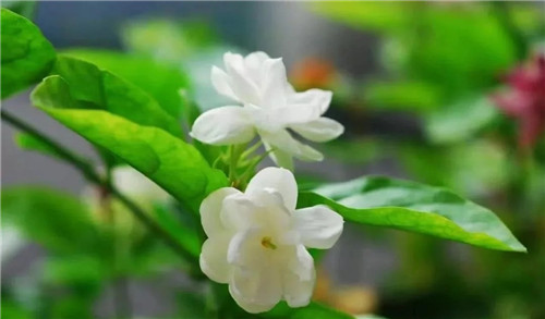 盆栽茉莉花3種繁殖方法，你更喜歡哪一種？