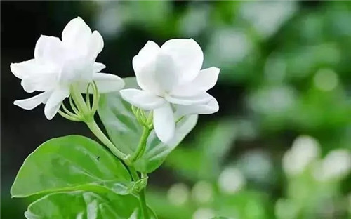 盆栽茉莉花3種繁殖方法，你更喜歡哪一種？