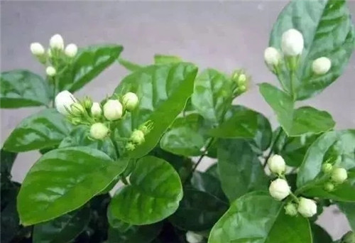 盆栽茉莉花3種繁殖方法，你更喜歡哪一種？