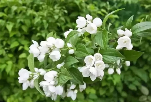 盆栽茉莉花3種繁殖方法，你更喜歡哪一種？