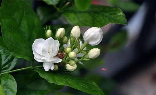 盆栽茉莉花3種繁殖方法，你更喜歡哪一種？