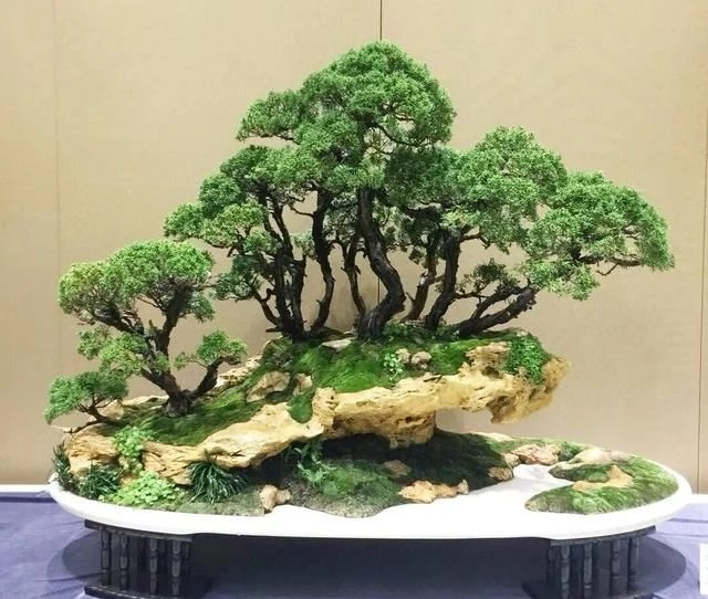 這些怪樁做成的盆景，隨便一盆都能換套房