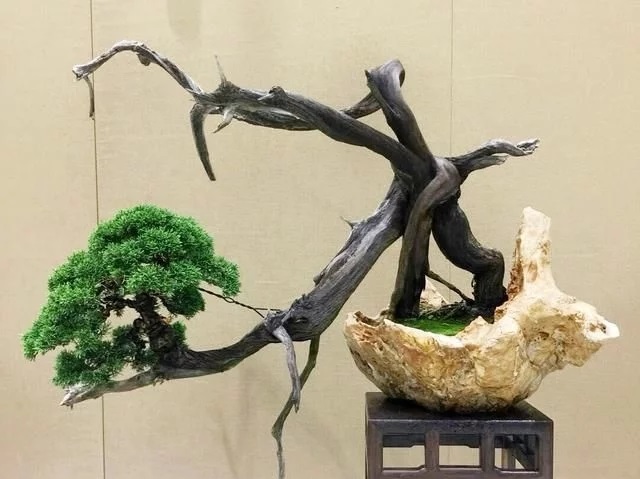 這些怪樁做成的盆景，隨便一盆都能換套房