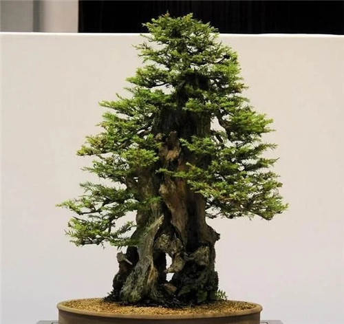 枝干經過精雕細琢,顯得別致生動有個性