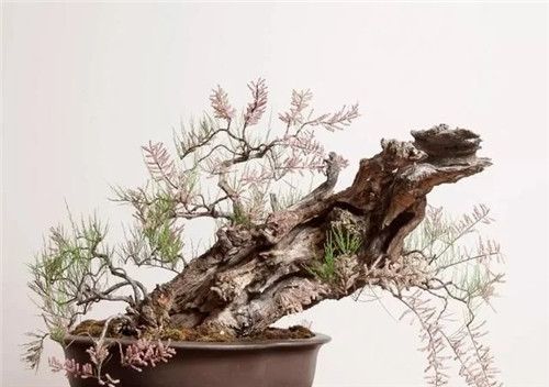 枝干經過精雕細琢,顯得別致生動有個性