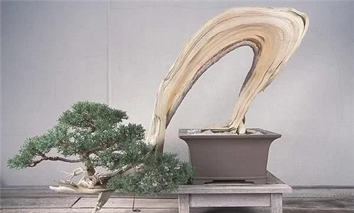 枝干經過精雕細琢,顯得別致生動有個性