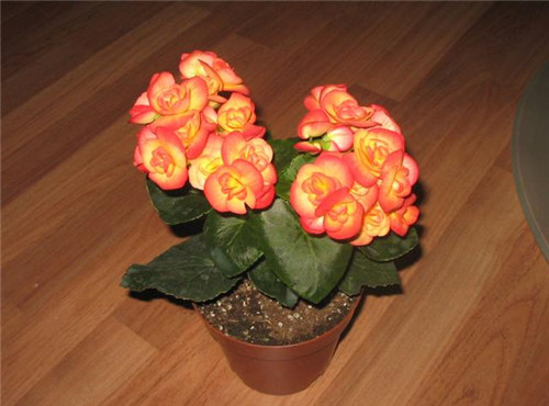 麗格海棠可以花開一年不斷