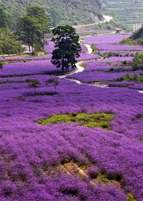 荔波樟江風(fēng)景名勝區(qū)——中國的超級盆景
