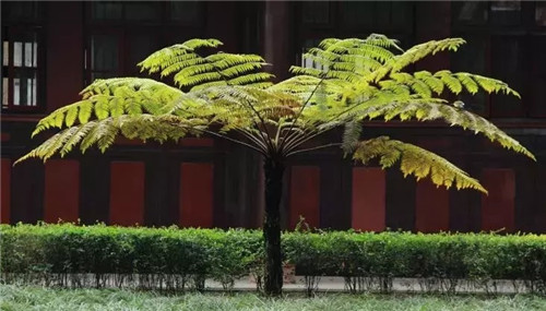 瀕危植物欣賞：桫欏（蛇木）