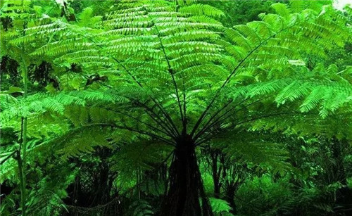 瀕危植物欣賞：桫欏（蛇木）