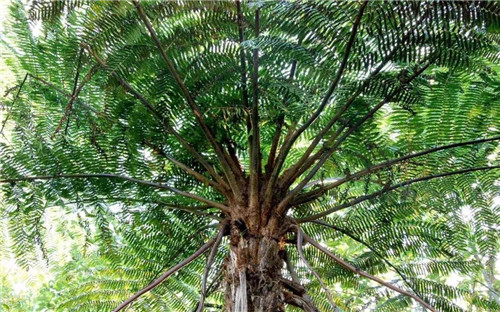 瀕危植物欣賞：桫欏（蛇木）