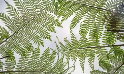 瀕危植物欣賞：桫欏（蛇木）