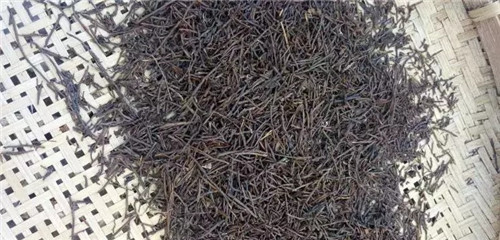 瀕危植物欣賞：桫欏（蛇木）