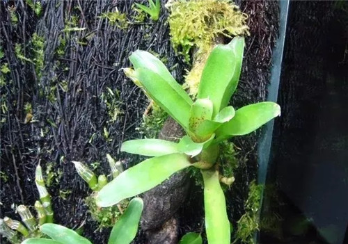 瀕危植物欣賞：桫欏（蛇木）