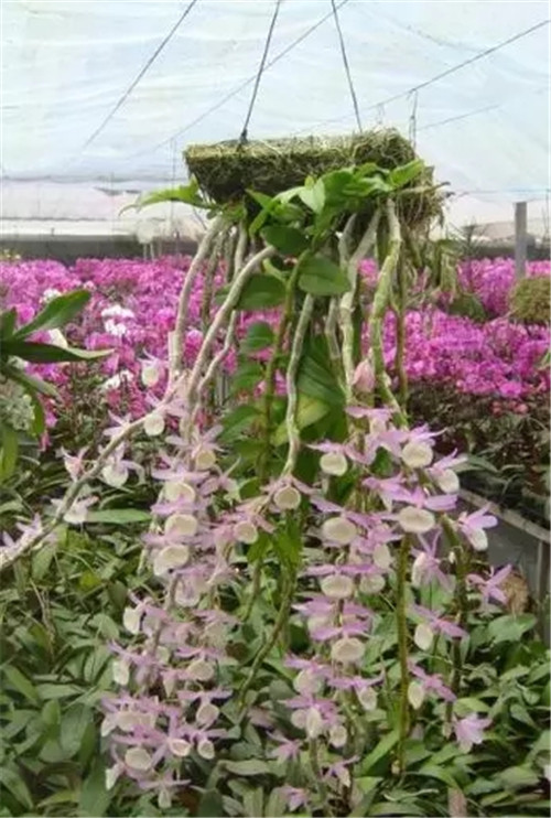 瀕危植物欣賞：桫欏（蛇木）