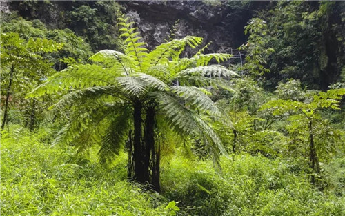 瀕危植物欣賞：桫欏（蛇木）