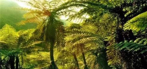 瀕危植物欣賞：桫欏（蛇木）