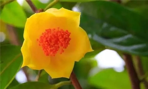 瀕危植物欣賞：“山茶皇后”金花茶