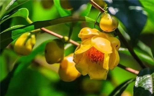 瀕危植物欣賞：“山茶皇后”金花茶