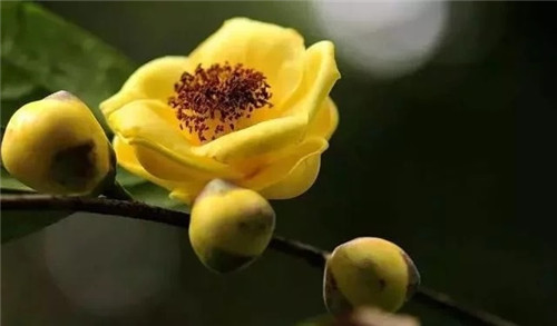 瀕危植物欣賞：“山茶皇后”金花茶