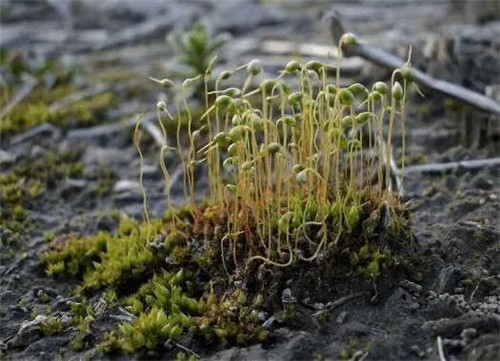 農村這種非常矮小的植物，價格很珍貴