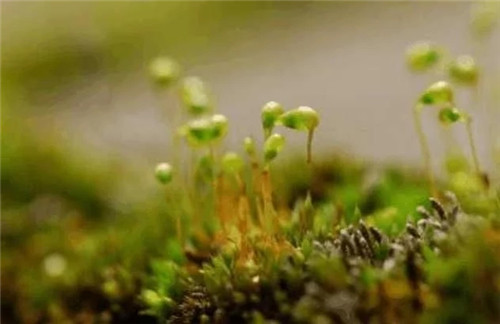 農村這種非常矮小的植物，價格很珍貴