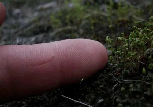農村這種非常矮小的植物，價格很珍貴