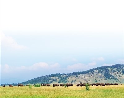 黃石啟示:進(jìn)入國(guó)家公園需要注意什么?