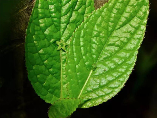 秦嶺有哪些珍稀植物你都知道嗎？