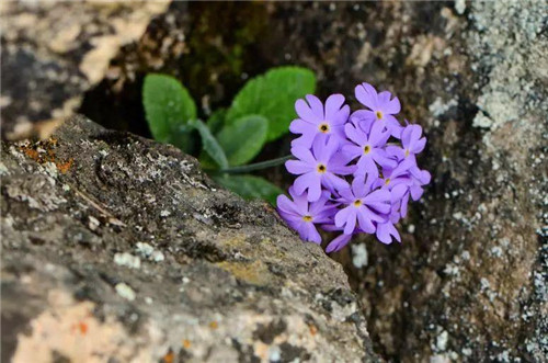 秦嶺有哪些珍稀植物你都知道嗎？