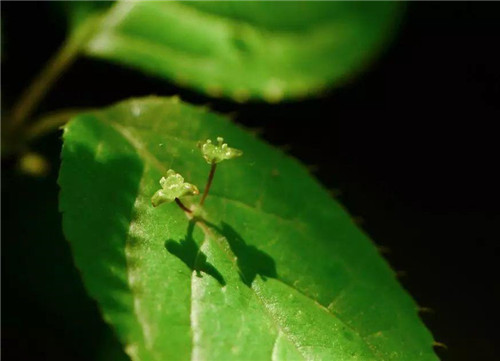 秦嶺有哪些珍稀植物你都知道嗎？
