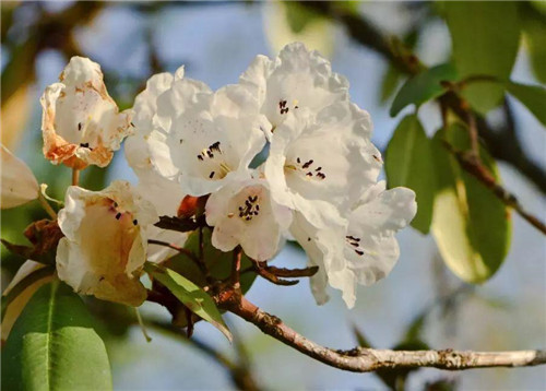 秦嶺有哪些珍稀植物你都知道嗎？