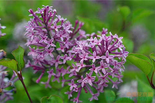 小葉丁香的栽培特點和繁殖技術