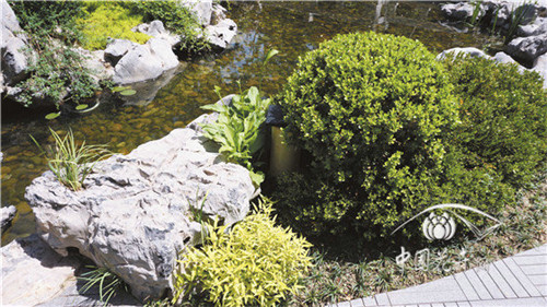 玉簪炎炎夏日中的一抹清涼