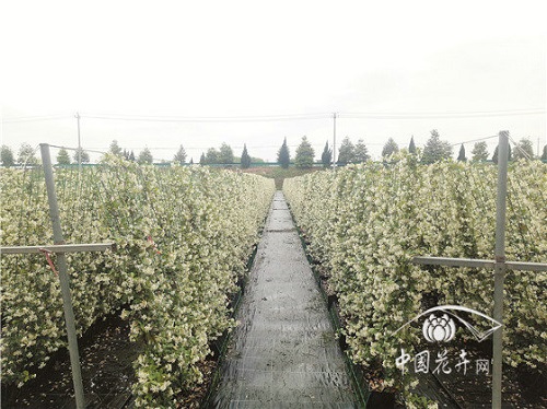 意大利絡(luò)石花葉俱美惹人醉