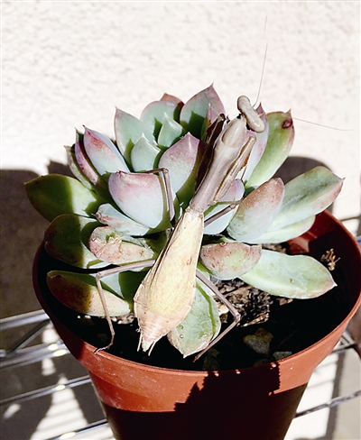 多肉植物的多姿多彩