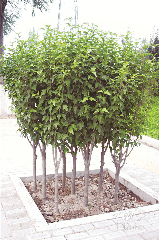 仲夏之日木槿榮