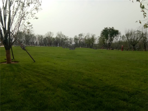 園冶杯專業獎:昌黎產業小鎮項目園林景觀