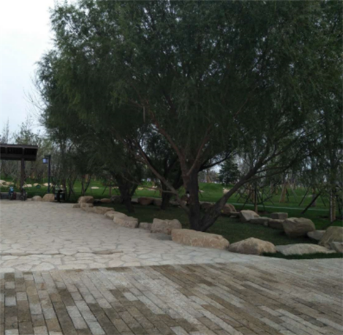 園冶杯專業獎:昌黎產業小鎮項目園林景觀