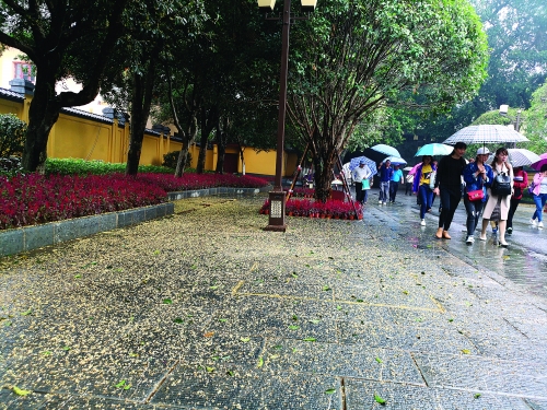 市區桂花不宜制作食品