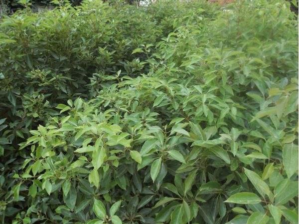 素有“植物黃金”美譽 紹興這種植物走紅全國