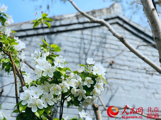 北京：街區更新　胡同里的“春天”藏不住