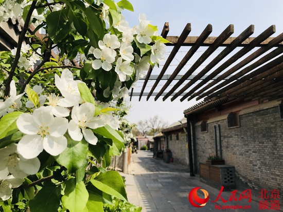 北京：街區更新　胡同里的“春天”藏不住
