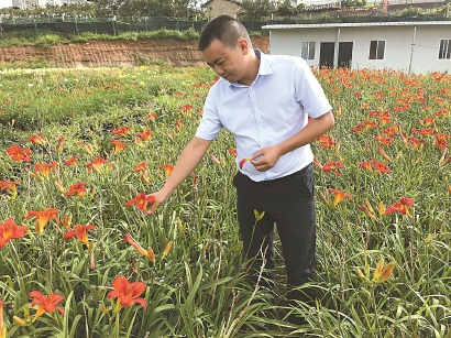 花卉食用藥用深加工,打造萱草產業鏈